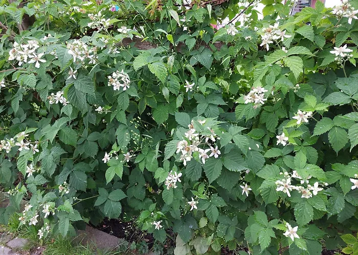 Pensjonat Haus Christoph Abersee